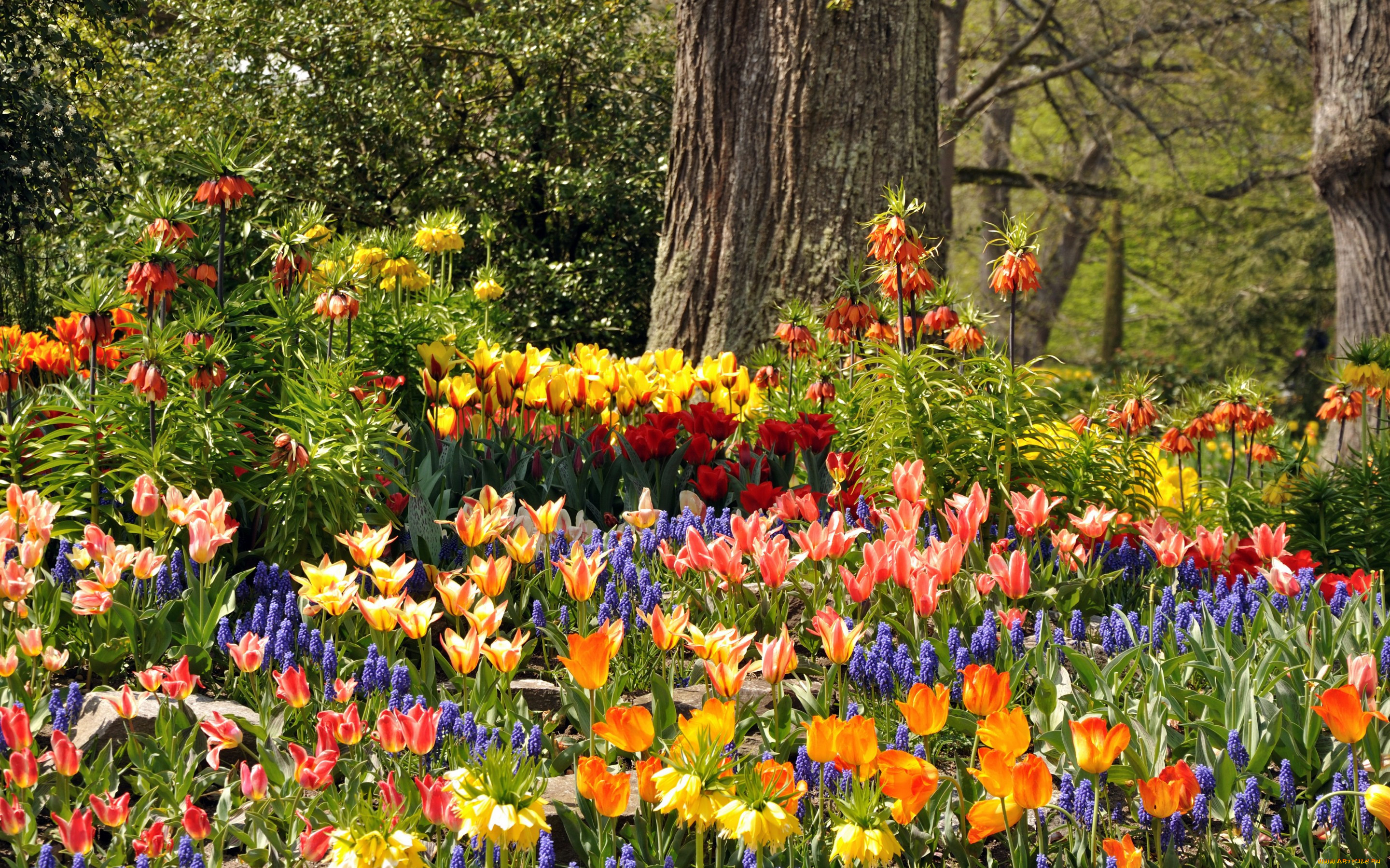 ,  , , , mainau, , , , 